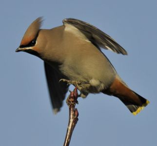 Waxwing Waxwing Hulme Manchester 29 November 2012