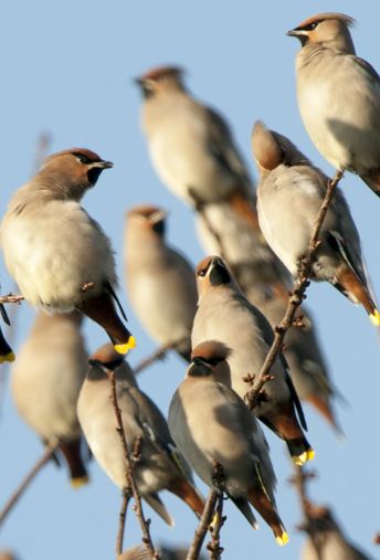 Waxwings Waxwings Hulme Manchester 29 November 2012