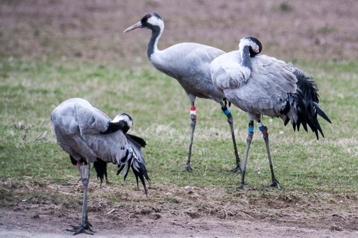 Visit to WWT Slimbridge 22nd April 2013
