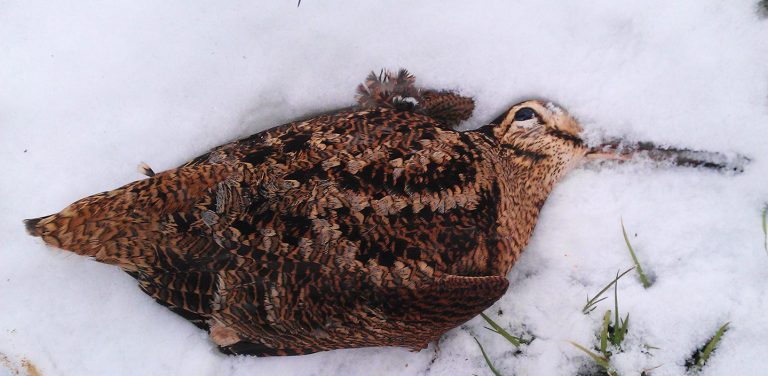 Birding in The Brecks Day 2 : 24th March 2013