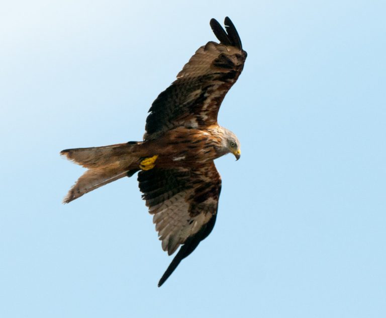 Red Kite, Aston Rowant