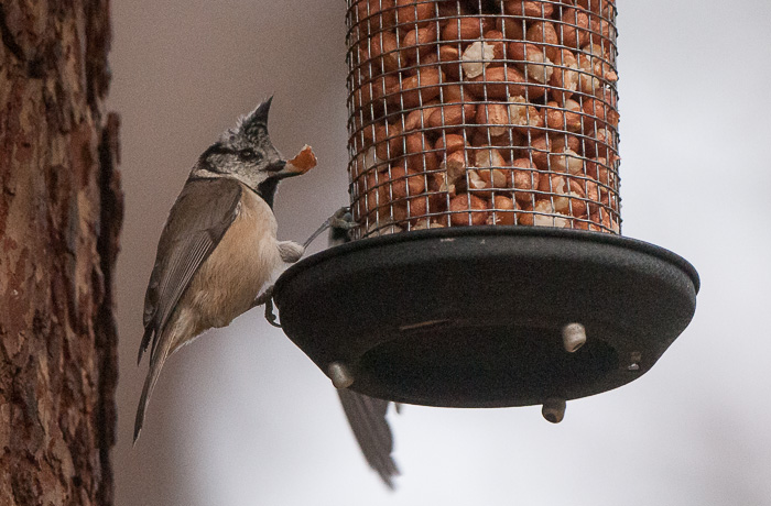 Crested Tit, Grantown-on-Spey