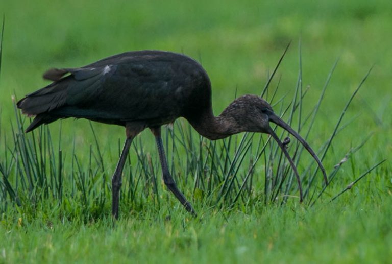 Glossy Ibis Bolton