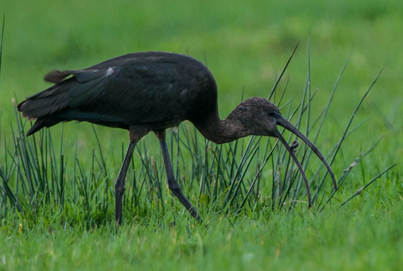 Glossy Ibis Bolton