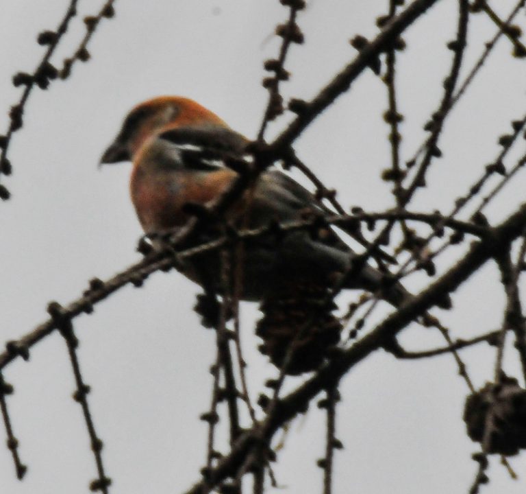 Two barred Crossbill Broomhead Reservoir Dec 2013