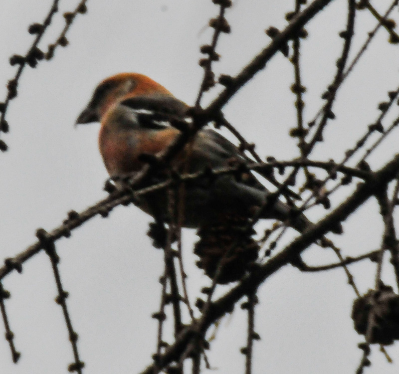 Two barred Crossbill Broomhead Reservoir Dec 2013