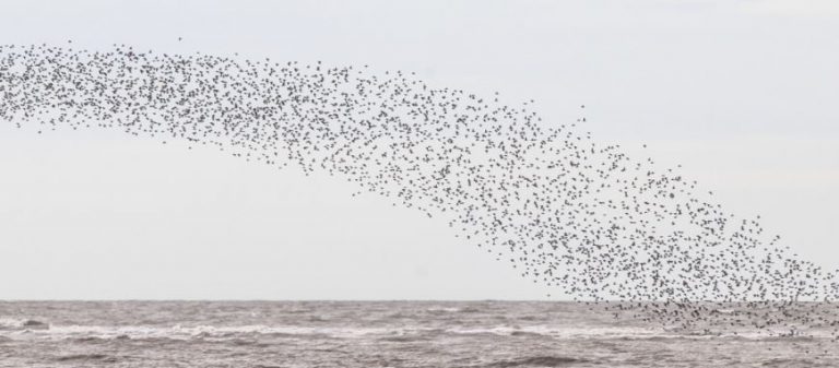 Dunlin, Hoylake, 7th December 2013