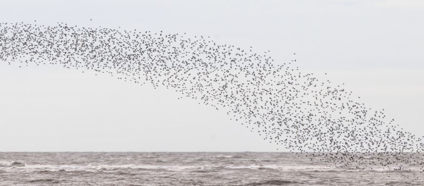 Dunlin, Hoylake, 7th December 2013