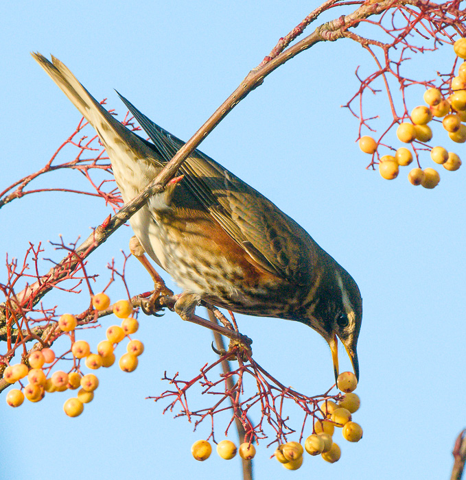 Redwing, Chorlton, January 2014