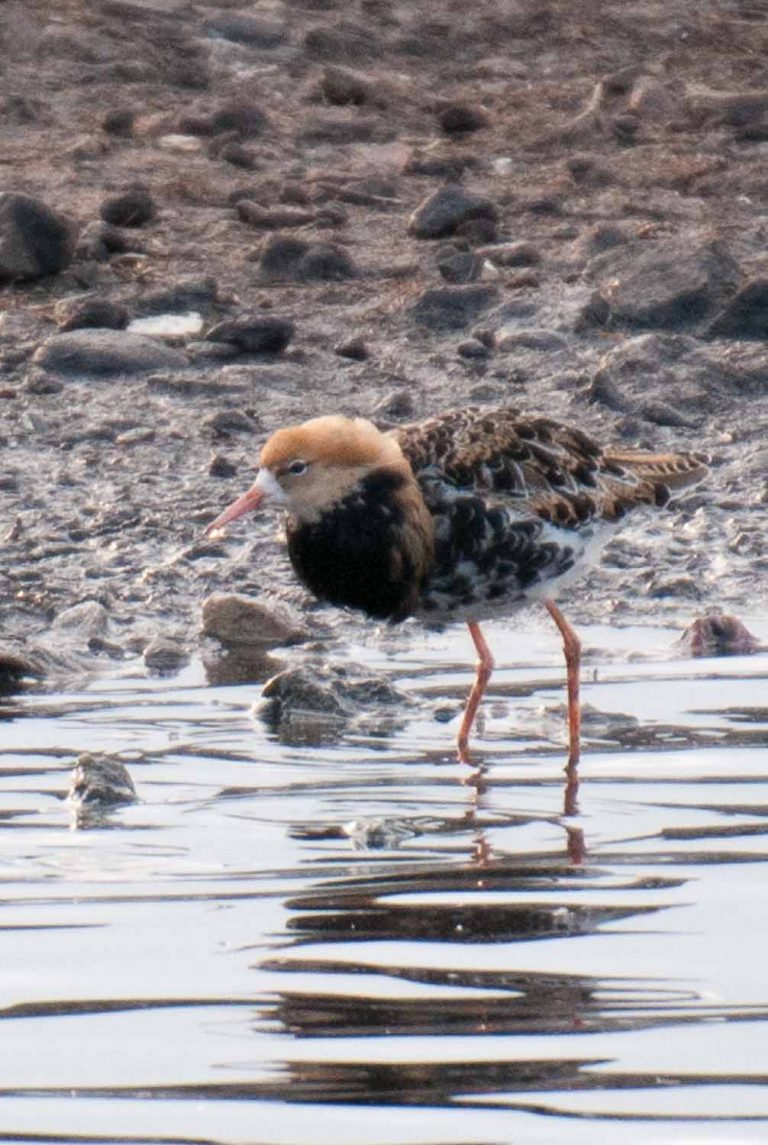 Ruff in Breeding Plumage, Martin Mere