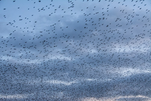 Starling Murmuration, Neuman's Flash