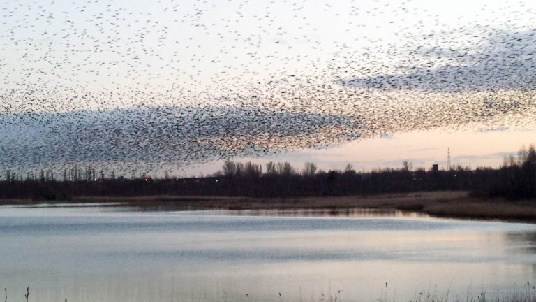 Starling Murmuration at Neumann’s Flash : 10th February 2016