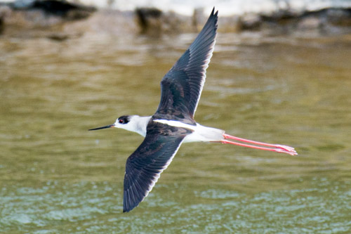 Black-winged Stilt, Salinas de Janubio, Lanzarote
