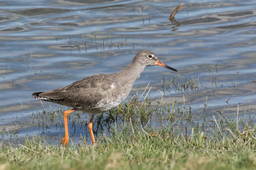 Common Redshank, Connah's Quay