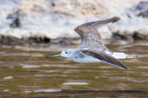 Greenshank, Salinas de Janubio, Lanzarote