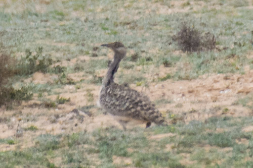 Houbara Bustard, El Jable, Lanzarote