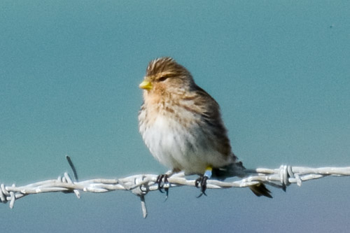 Twite, Connah's Quay