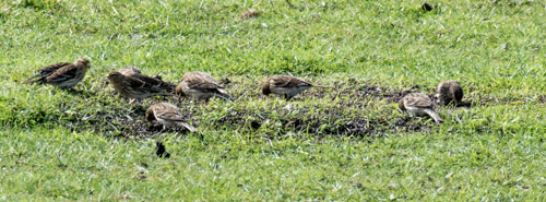 Twite Flock, Connah's Quay