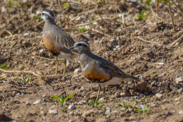 Dotterel at Chosely Drying Barns