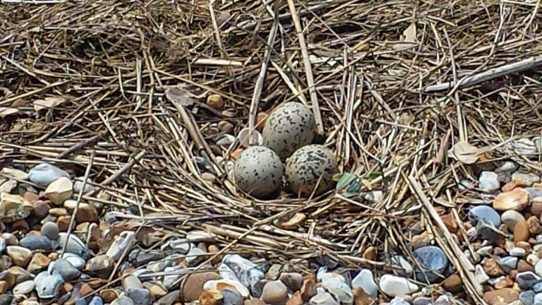 Oystercatcher Nest with Eggs at Blakeney Point