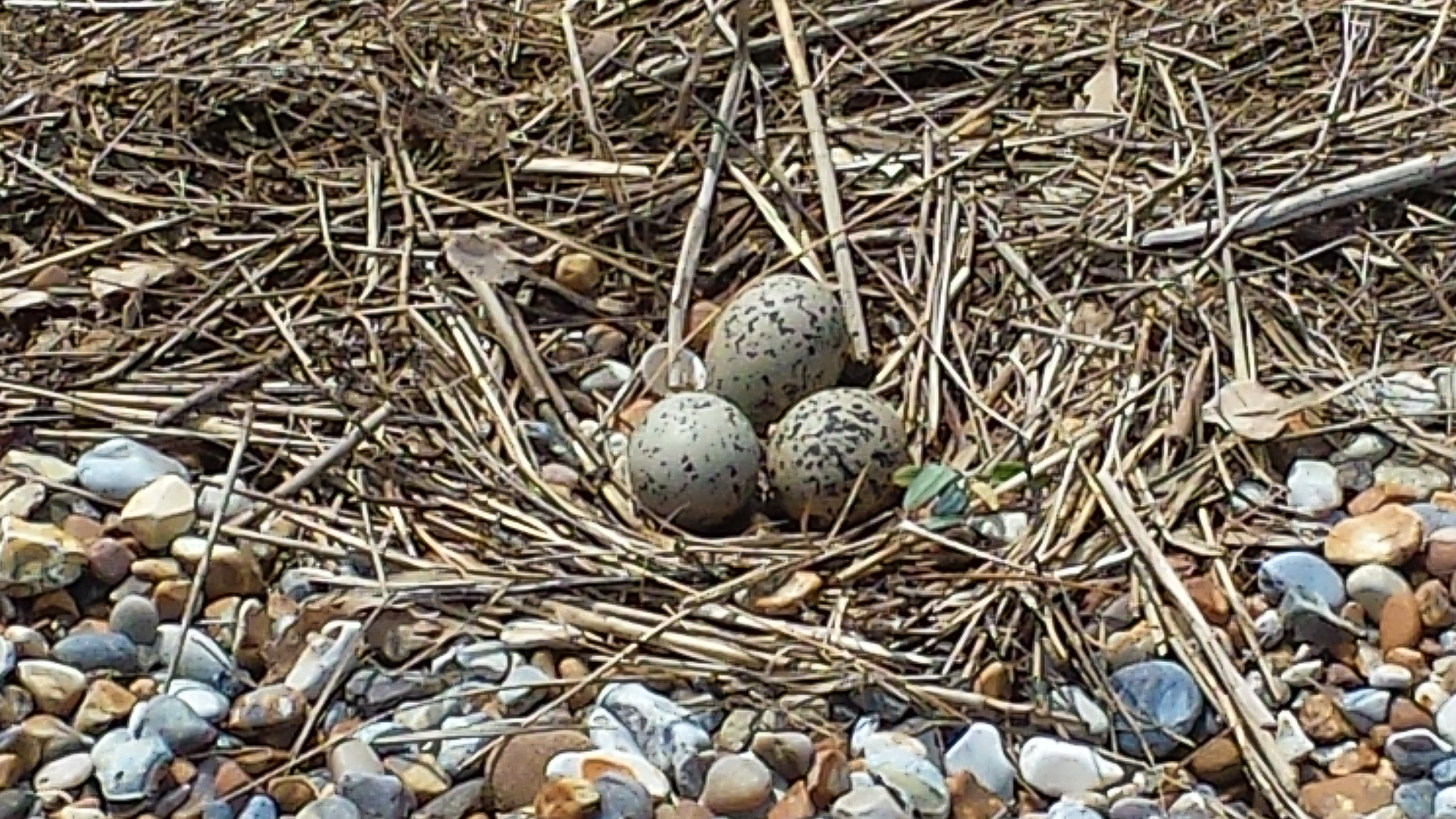 Oystercatcher Nest with Eggs at Blakeney Point