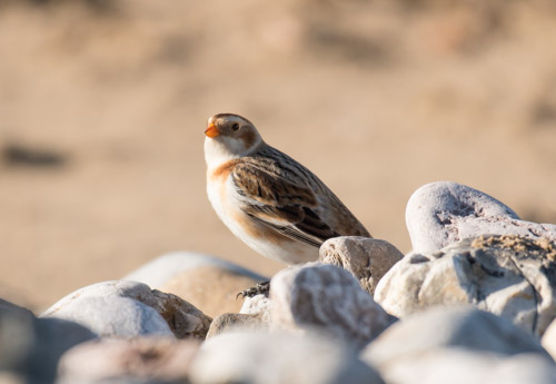 Snow Bunting, Westshore, Llandudno