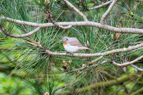 Red-breasted Flycatcher, Holme Dunes, May 2017-10