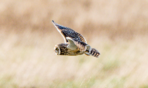 Short-eared Owl, Parkgate