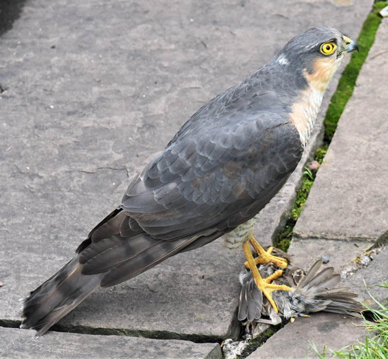 Sparrowhawk