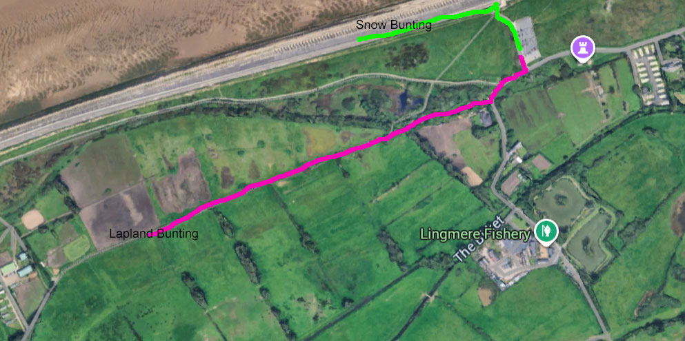 Leosowe Lapland Bunting 13 Nov 2025